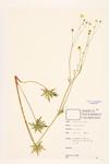 Tall Buttercup; Meadow Buttercup specimen